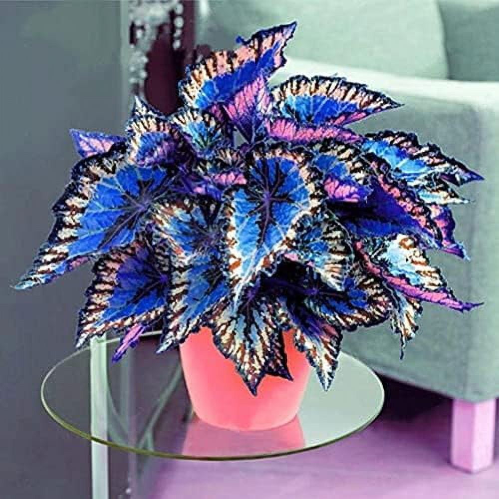 Colorful Coleus Seeds