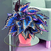 Colorful Coleus Seeds