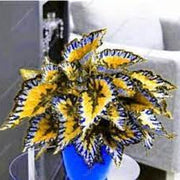 Colorful Coleus Seeds