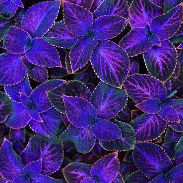 Deep Blue Coleus Seeds