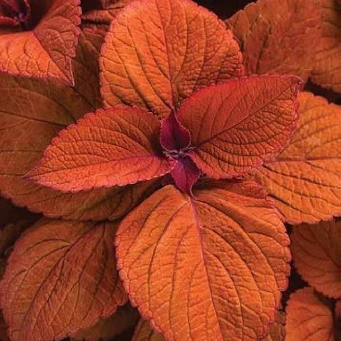 Deep Orange Coleus Seeds