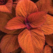 Deep Orange Coleus Seeds