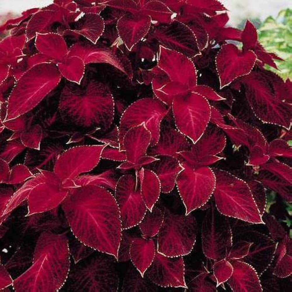 Deep Red Coleus Seeds