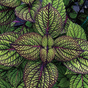 Green & Black Coleus Seeds