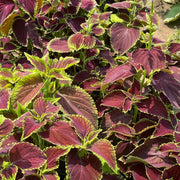 Green Brown Coleus Seeds