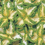 Green White Coleus Seeds