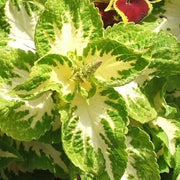 Green White Coleus Seeds