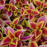 Light Yellow & Pink Coleus Seeds
