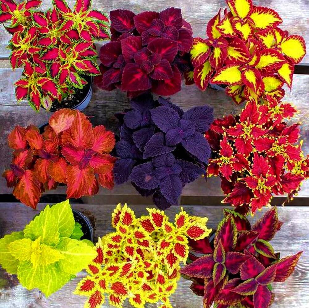 Deep Red Coleus Seeds