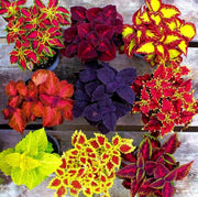 Deep Red Coleus Seeds