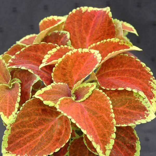 Orange & Green Coleus Seeds