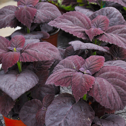 Palisandra Black Coleus Seeds, Herbal