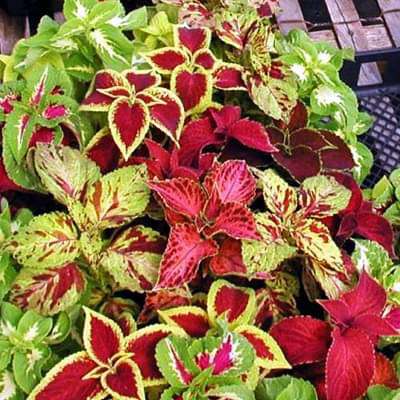 Rainbow Mix Coleus Seeds, Herbal