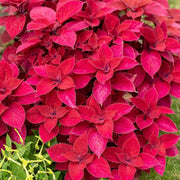 Red Coleus Seeds