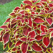 Red Yellow Coleus Seeds