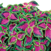Pink Coleus Seeds