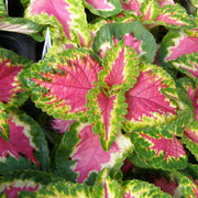 Pink Coleus Seeds