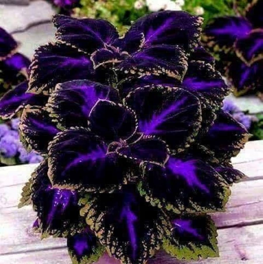 Violet Coleus Seeds