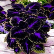Violet Coleus Seeds