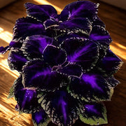 Violet Coleus Seeds