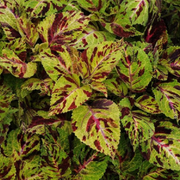 Wizard Mosaic Coleus Seeds