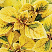 Yellow Coleus Seeds