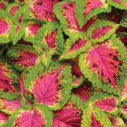 Pink Coleus Seeds