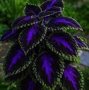 Violet Coleus Seeds