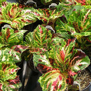Wizard Mosaic Coleus Seeds