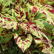 Wizard Mosaic Coleus Seeds