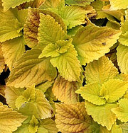 Yellow Coleus Seeds