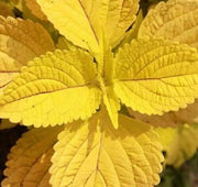 Yellow Coleus Seeds