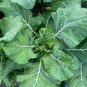 Hearty Collard Greens Seeds