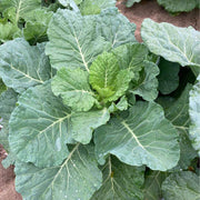 Green Georgia Collard Greens Seeds