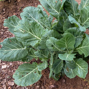 Champion Collard Greens Seeds