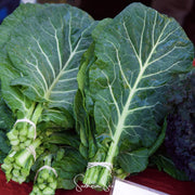 Green Georgia Collard Greens Seeds