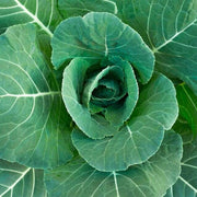 Champion Collard Greens Seeds