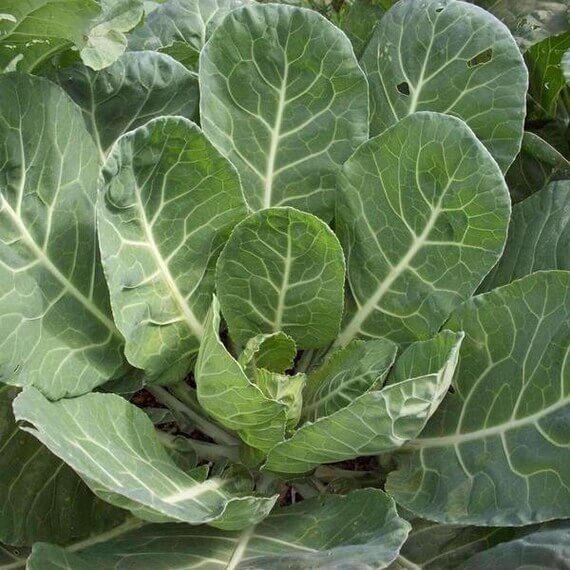 Green Collard Greens Seeds