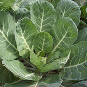 Green Collard Greens Seeds