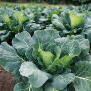 Green Georgia Collard Greens Seeds