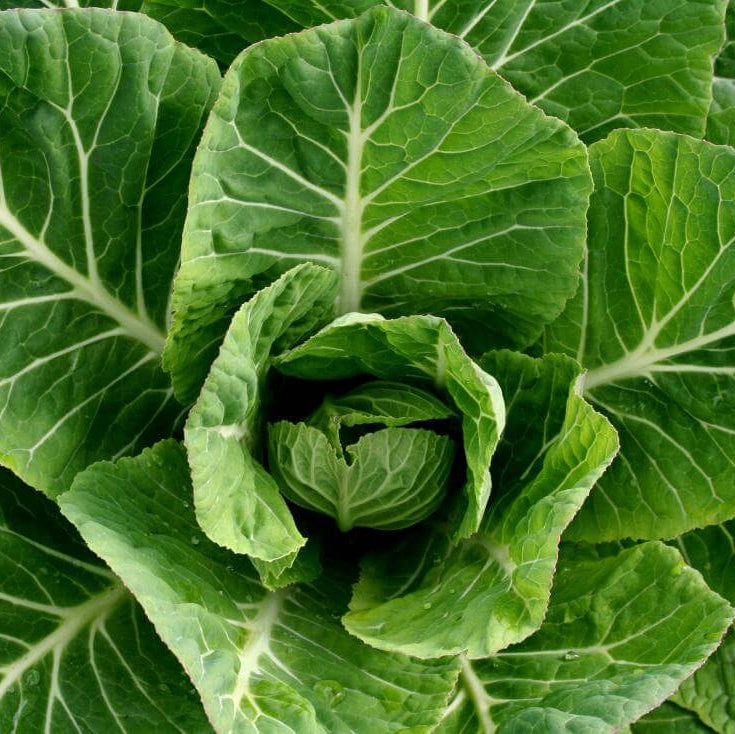 Hearty Collard Greens Seeds