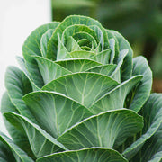 Collard Seeds - All In One For Home Gardens