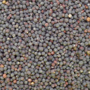 Collard Seeds - All In One For Home Gardens