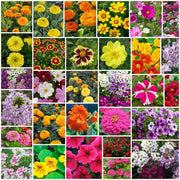 Color Splash Garden Seeds