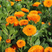 Color Splash Garden Seeds