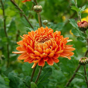 Chrysanthemum Seeds – Chrysanthemum × morifolium