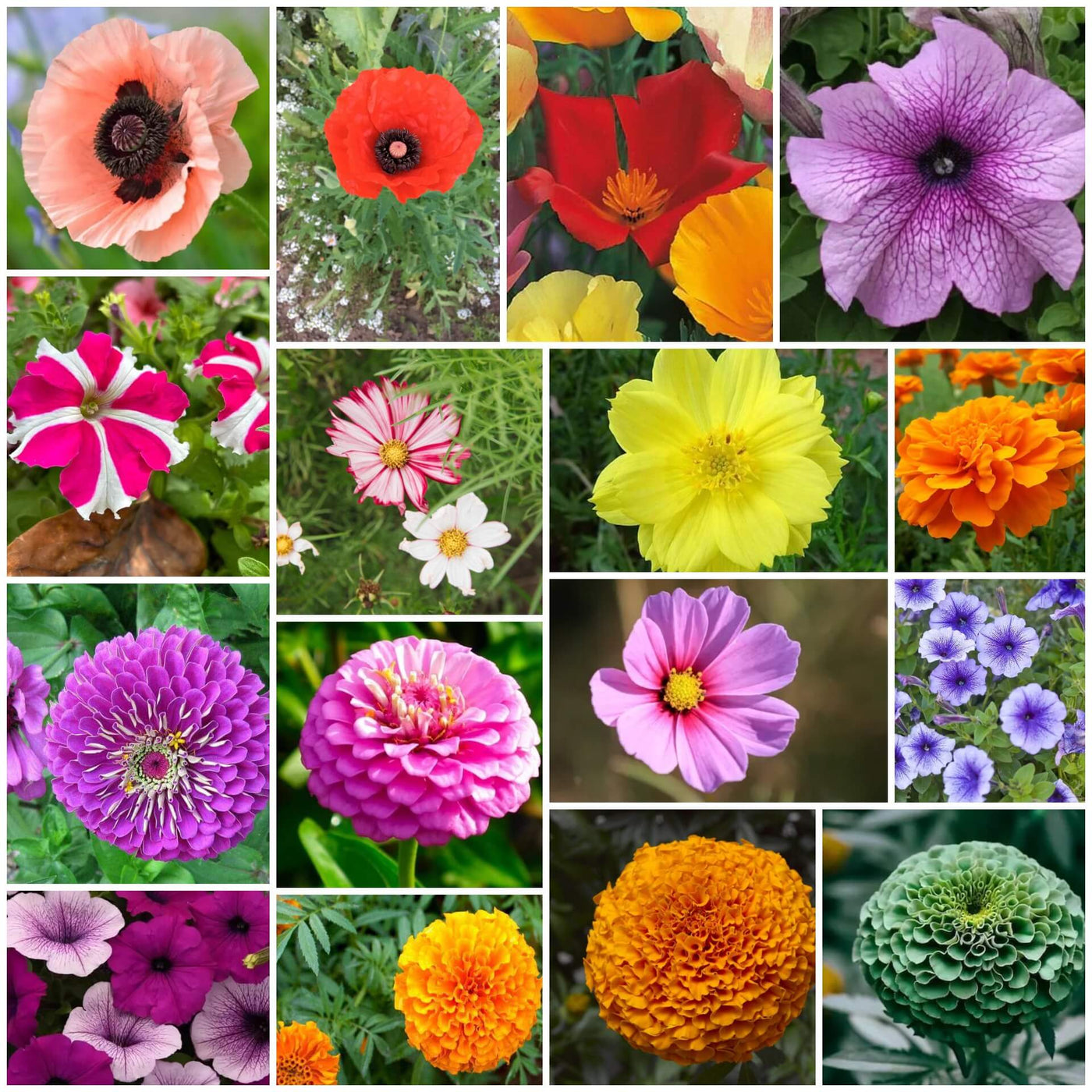 Colorful Flower Garden Kit
