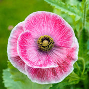 Colorful Flower Garden Kit