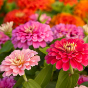 Zinnia Seeds – Zinnia elegans