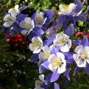 Wildflower Mix Columbine Seeds